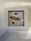 Preview: Wanduhr mit Fliegenmuster