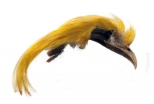 Goldfasan