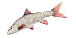 Stofffische-Dekofische