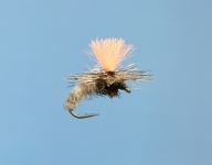 Fliege