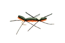 Chernobyl Ant