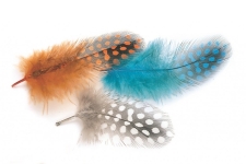 Perlhuhn Guinea