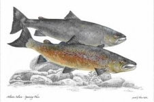 Kunstdruck Atlantinc Spawning