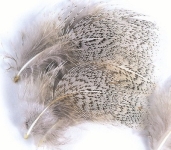 Partridge Nacken Federn