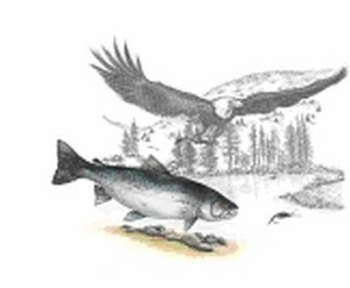 Kunstdruck Eagles Prey