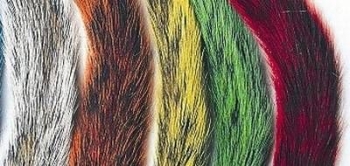Squirell Tail (Eichhörnchen)
