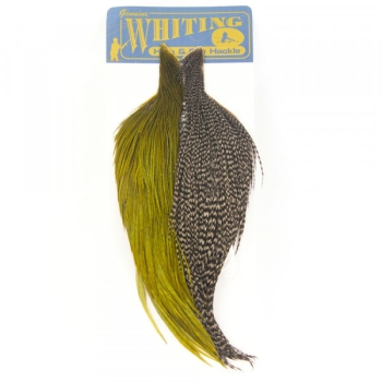 Whiting Combo Starter