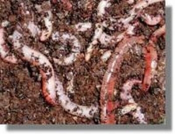 Dentrobena-Rotwürmer