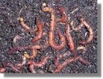 Kompostwürmer