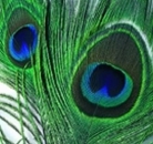 Peacock Eyes