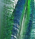 Peacock Swords