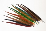 Pheasant Tail